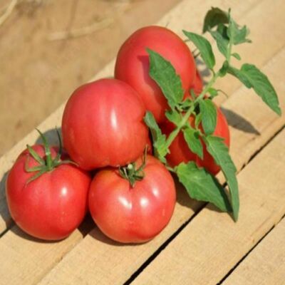 Pomidor Urug'i Hapynet F1