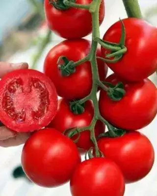 "Syngenta Commodo F1" Yangi avlod duragayi