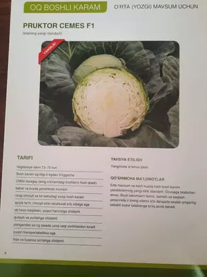 PRUKTOR CEMES F1 Karam urug'i