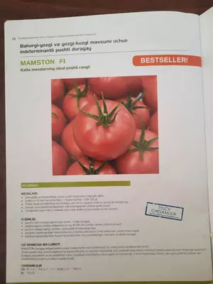 MAMSTON FI pomidor urug'i