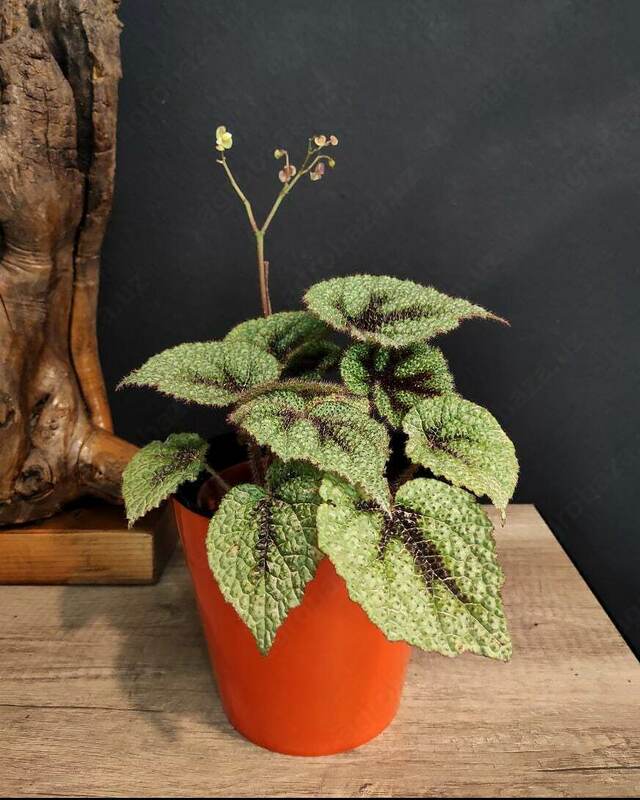 Begonia Masoniana gullari