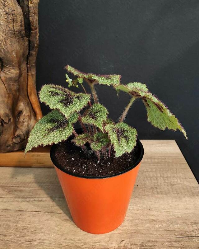 Begonia Masoniana gullari