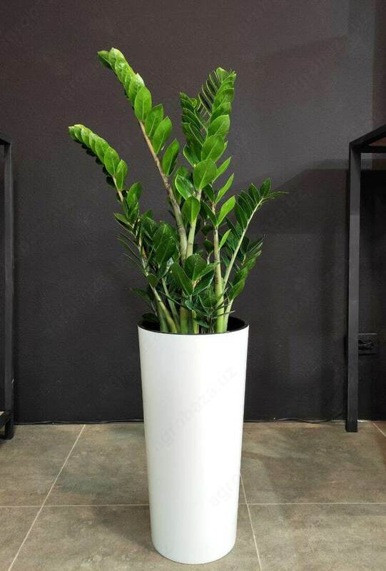 Комнатные цветы Замиокулькас