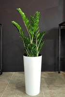 Комнатные цветы Замиокулькас