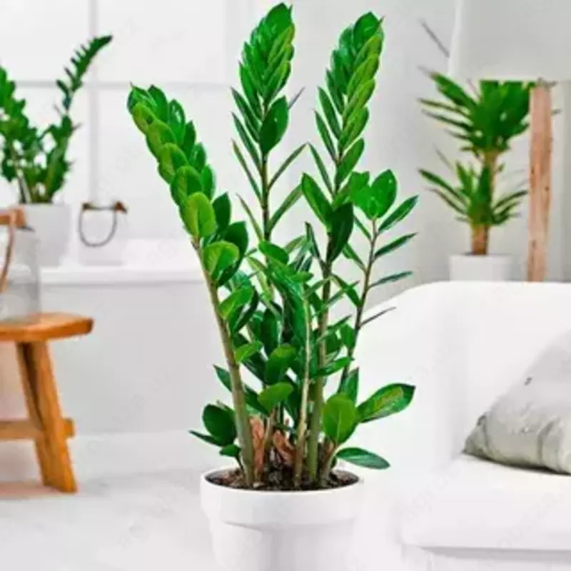 Комнатные цветы Замиокулькас