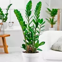 Комнатные цветы Замиокулькас