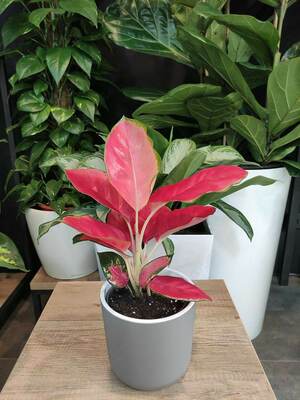 Aglaonema Pushti Yulduz Guli