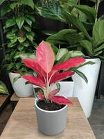 Aglaonema Pushti Yulduz Guli