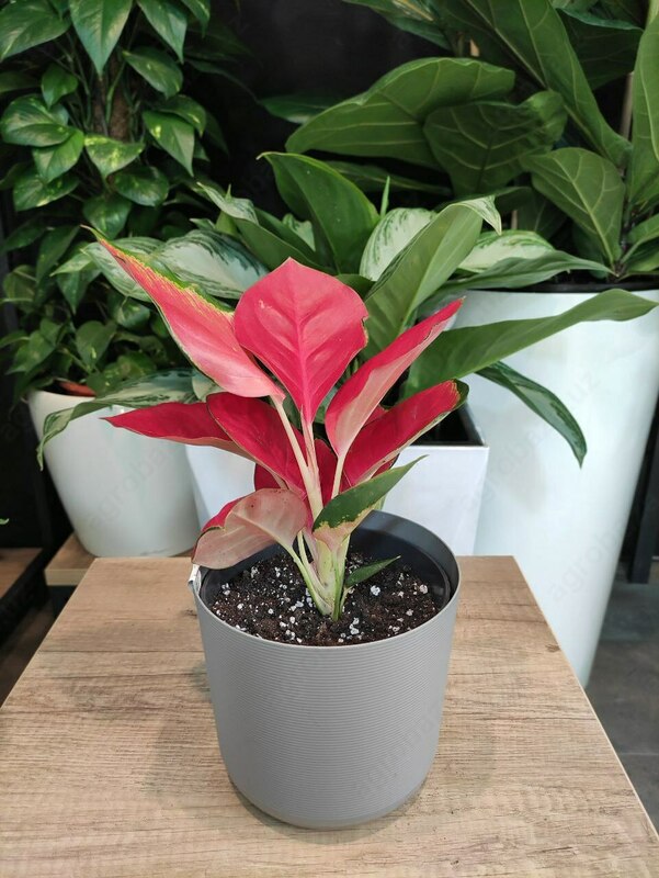 Aglaonema Pushti Yulduz Guli