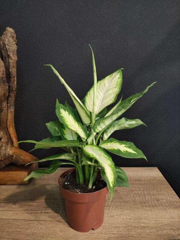 Комнатный цветок Диффенбахия Камилла