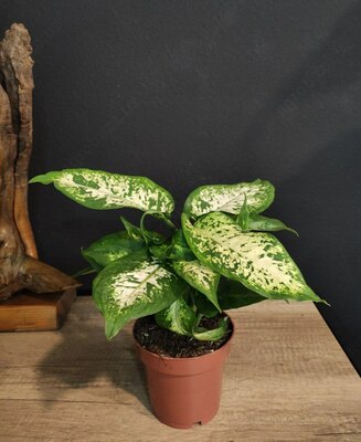 Комнатный цветок Диффенбахия Камилла