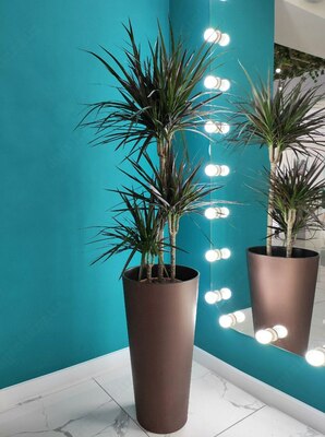 Комнатный цветок Драцена Магента