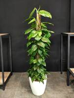 Hona guli Epipremnum Mospol