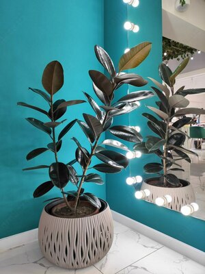 Ficus qora Shahzoda Guli