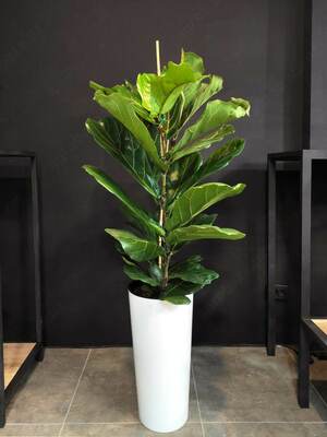 комнатный цветок Фикус Лирата