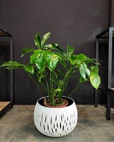 Hona guli filodendron yashil ajoyib