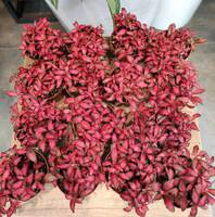 комнатный цветок Forest Flame