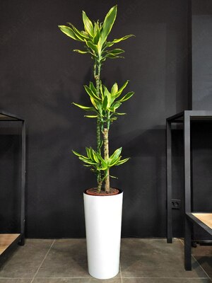 Комнатный цветок Голден Коаст.