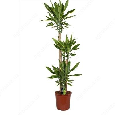 Комнатный цветок Голден Коаст.