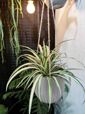 Комнатный цветок Красавец Хлорофитум