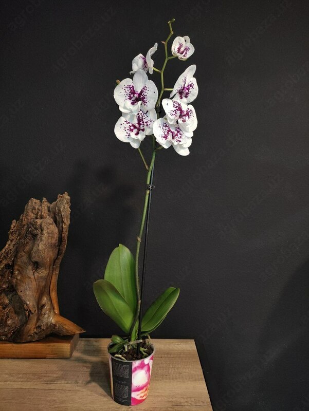 Beagley Orhideya Hona guli