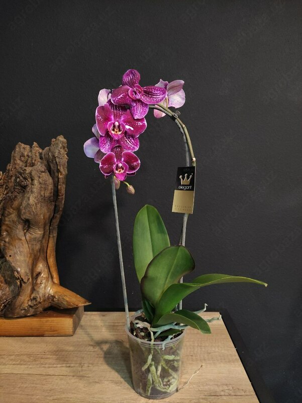 Hona guli Orchid Cascade