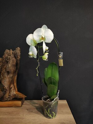 Hona guli Orchid Cascade