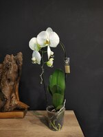 Hona guli Orchid Cascade