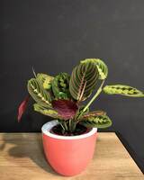 Комнатный цветок Расписная Маранта Фасцинатор