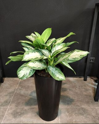 Hona guli Silver Bay