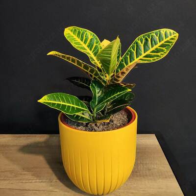 комнатный цветок яркий Кротон