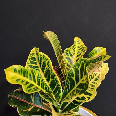 комнатный цветок яркий Кротон