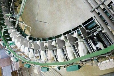 Echkilar uchun Sog`ish honalari Germaniya