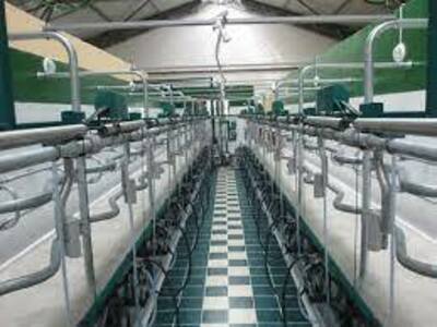 Echkilar uchun Sog`ish honalari Yevropa