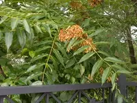 Мёд с Айлантуса