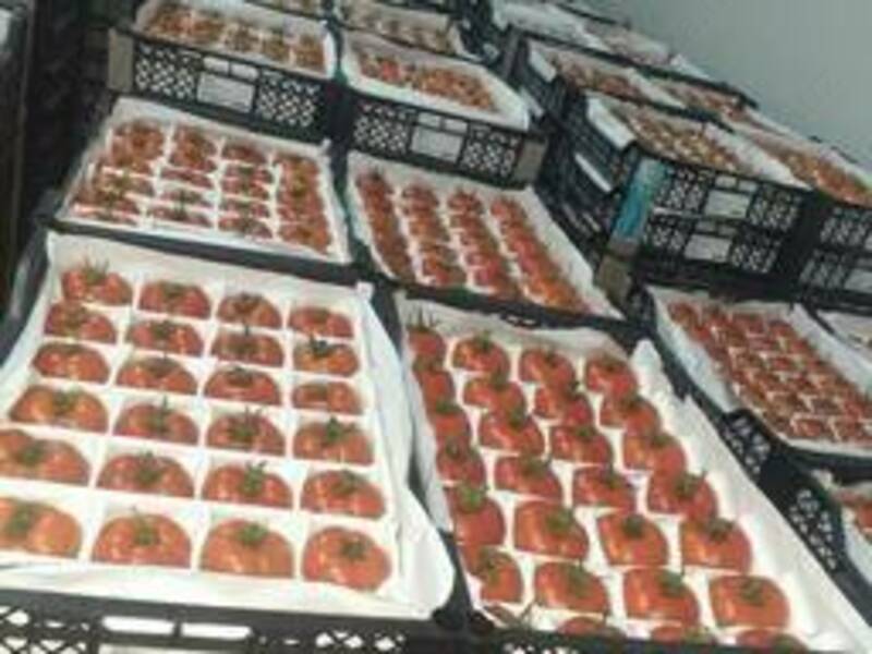 Qizil va pushti kalibr 6+ pomidorlari