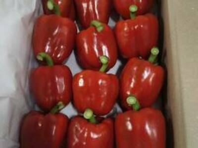 Svetofor bulg`or qalampiri