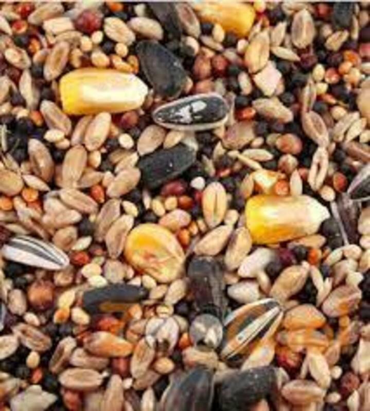 Qushlar uchun oziq-ovqat