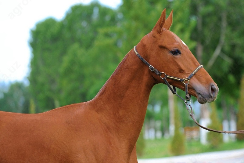 Жеребец Гладиатор-хон