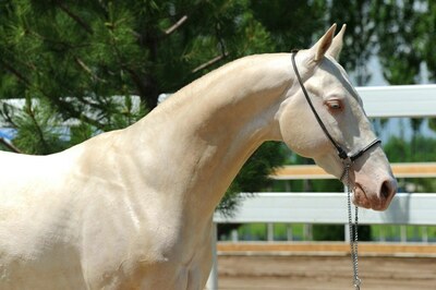 Жеребец Халал-Хон