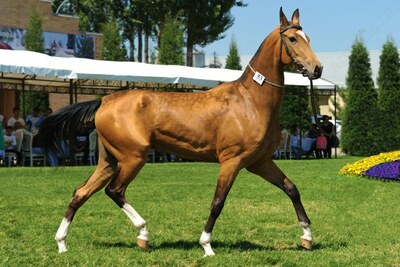 Maslina-xon toychog`i