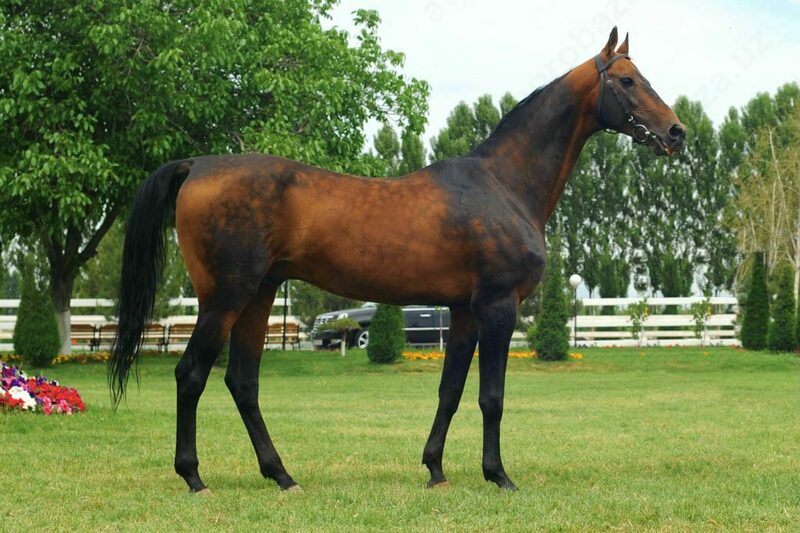 Жеребец Рехимдар