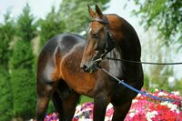 Жеребец Земирхан