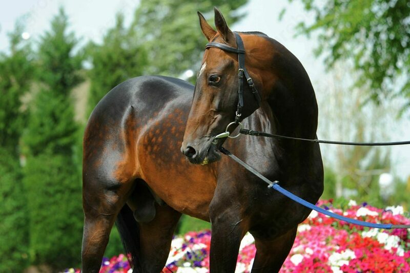 Жеребец Земирхан