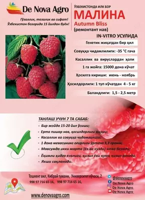 Саженцы Малины "Аутумн Блисс" Ремонтант