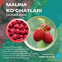 Саженцы Малины "Аутумн Блисс" Ремонтант