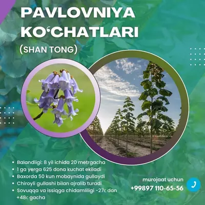 Pavloniya ko'chatlari SO'RT - ShanTong