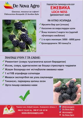 Саженцы ежевики (Loch Ness)