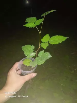 Саженцы ежевики (Loch Ness)