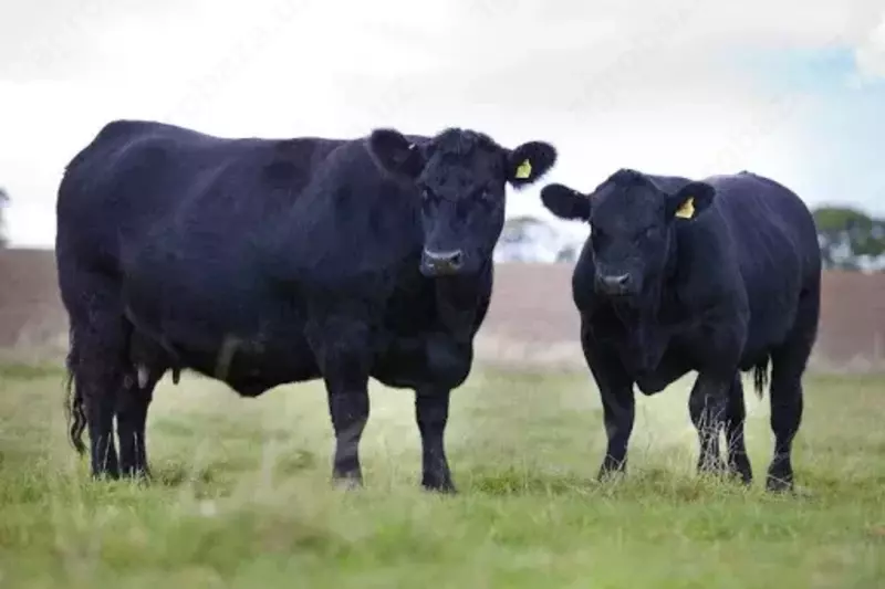 Angus zotli qoramollar